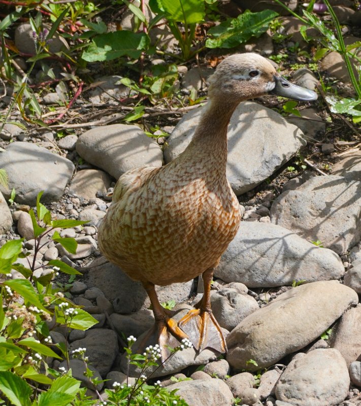 Madère_oiseau_B3 - Copie.JPG