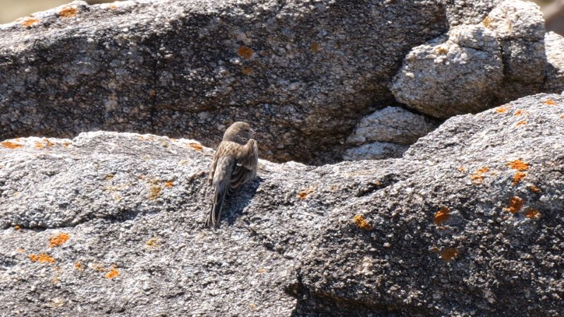 Bruant proyer ou autre oiseau.jpg