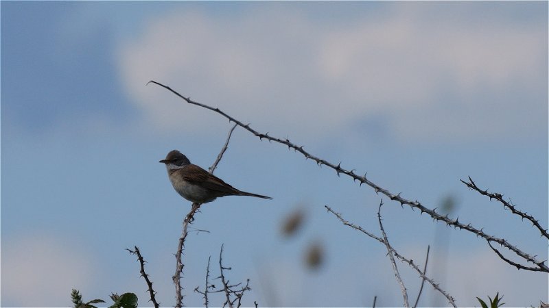 Fauvette grisette ou autre oiseau.jpg