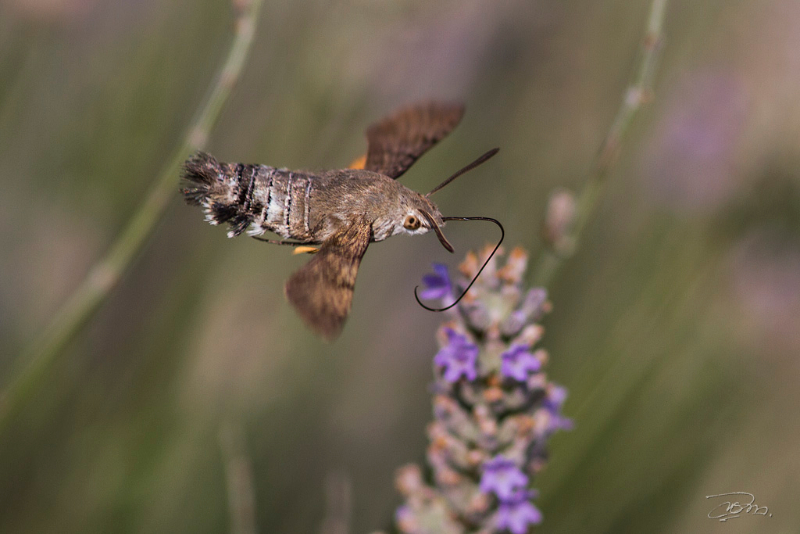 Macroglossum stellatarum_3391.jpg