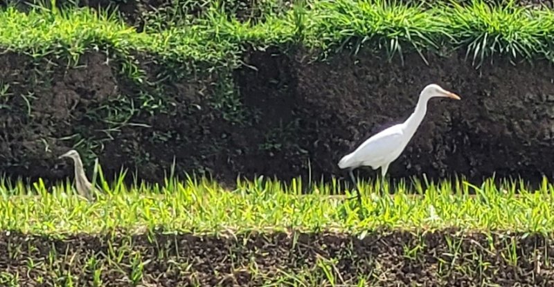 héron ou aigrette.jpg