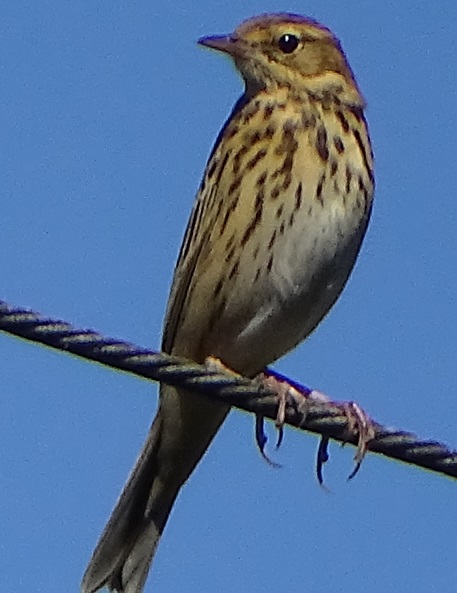 Pipit des arbres (1).jpg