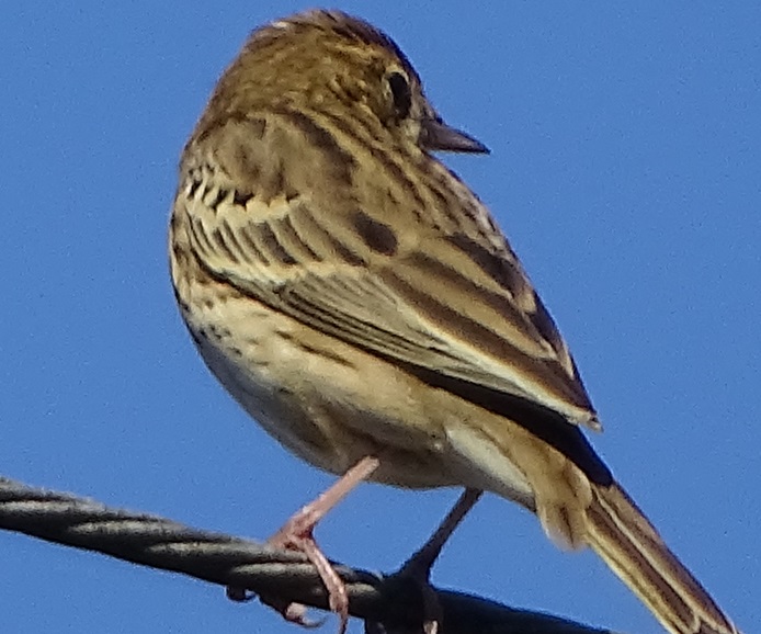 Pipit des arbres (2).jpg