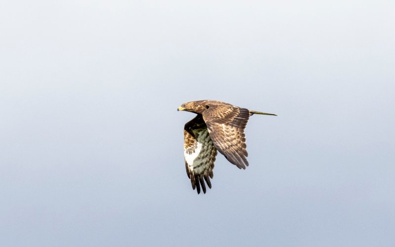 Buse variable 1.jpg