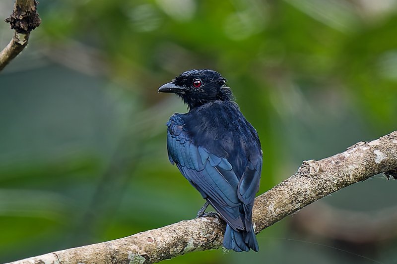 Drongo de Ludwig - Lopé - 090124 A1_08069_DxO qualité réduite.jpg