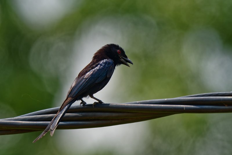 Drongo modeste - Lopé - 090124 A1_09104_DxO qualité réduite.jpg