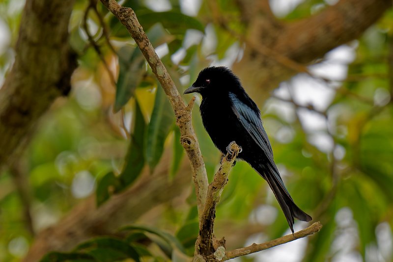 Drongo brillant - Lopé - 200724 A1_06501_DxO qualité réduite.jpg