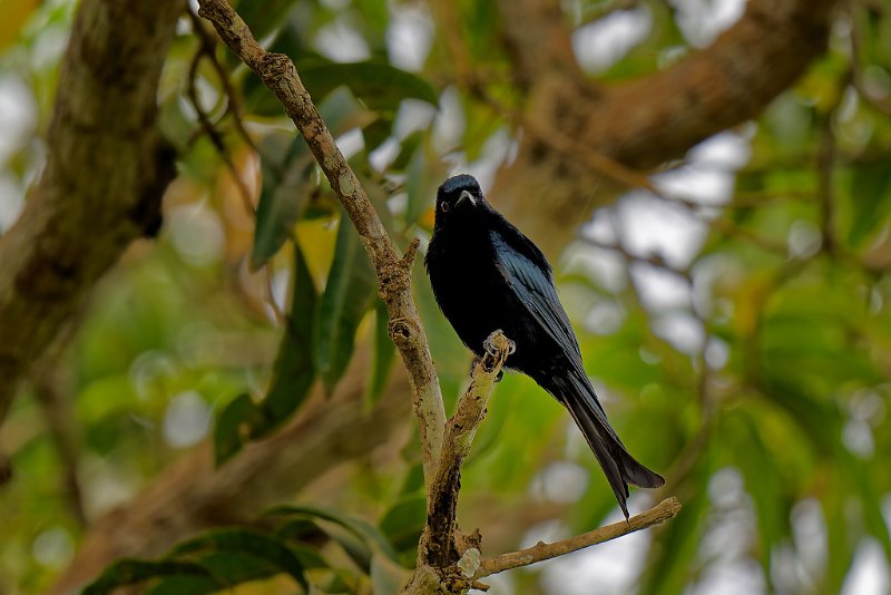 Drongo brillant - Lopé - 200724 A1_06500_DxO qualité réduite.jpg