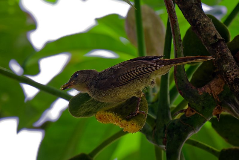 Bulbul verdatre - Kinguélé - 080724 A1_00640_DxO qualité réduite.jpg