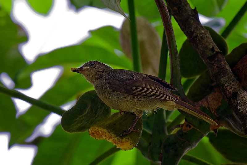 Bulbul verdatre - Kinguélé - 080724 A1_00650_DxO qualité réduite.jpg