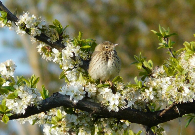 pipit des arbres 2a.jpg