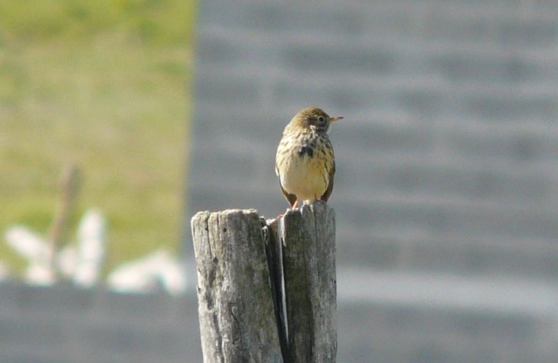 pipit farlouse 6a.jpg