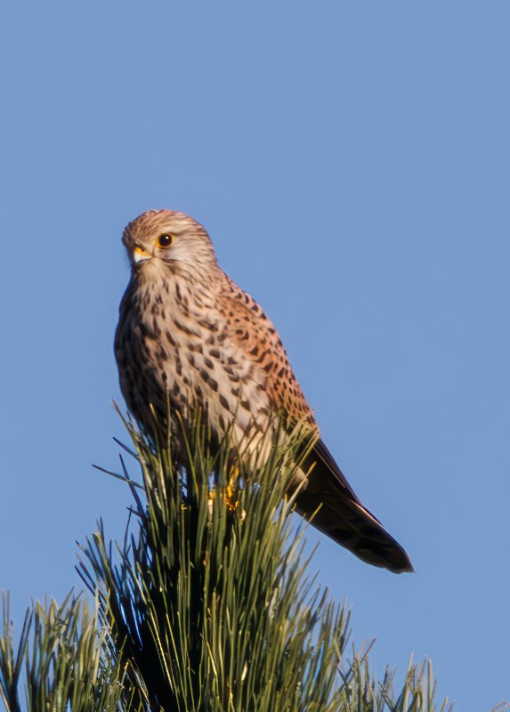 26318 - Saint-May, Falco tinnunculus (Faucon crécerelle), Femelle 2024-10-19 16h35.jpg