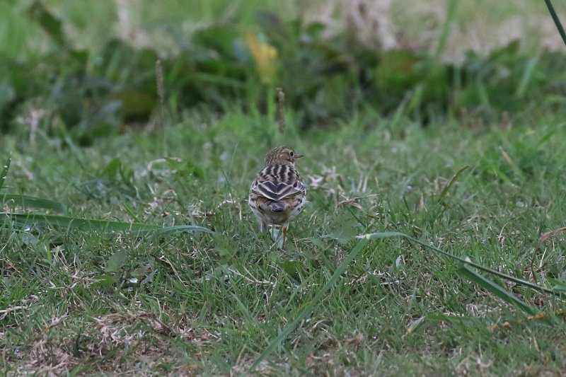 70 - Pipit farlouse-ok.JPG