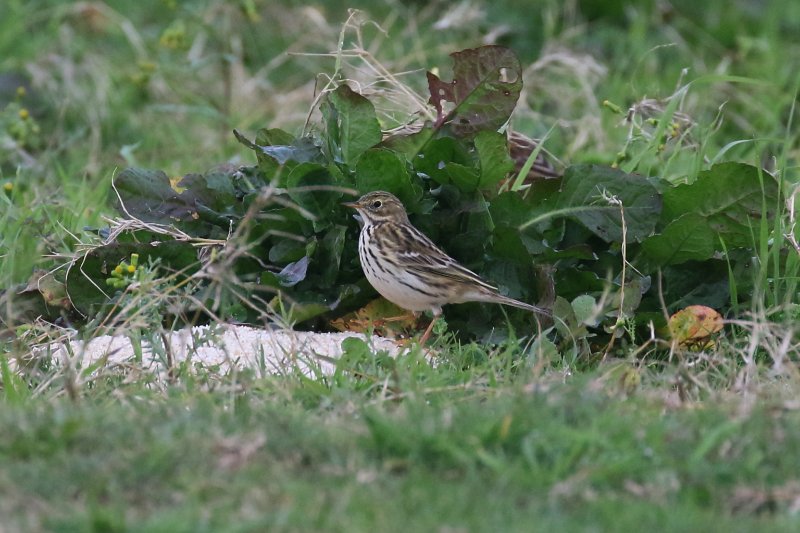 74 - Pipit farlouse-ok.JPG