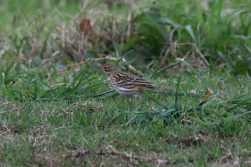 71 - Pipit farlouse-ok.JPG