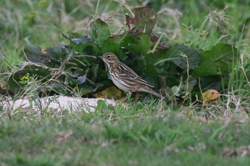 73 - Pipit farlouse-ok.JPG