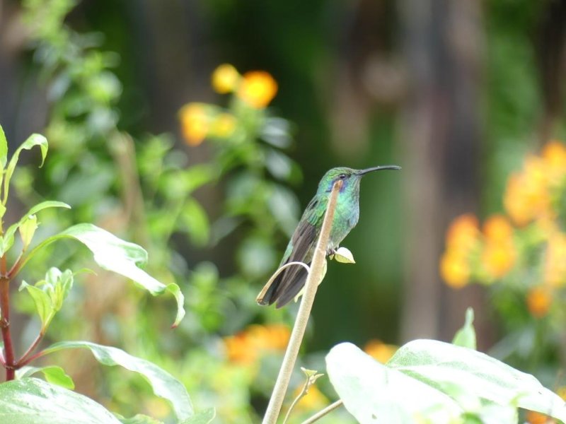 Possible colibri cyanote.JPG