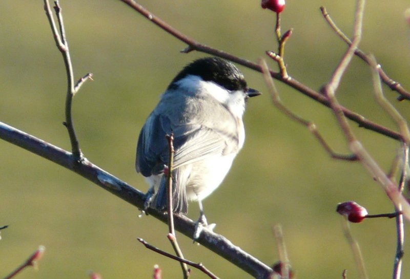 mésange nonnette 7a.jpg