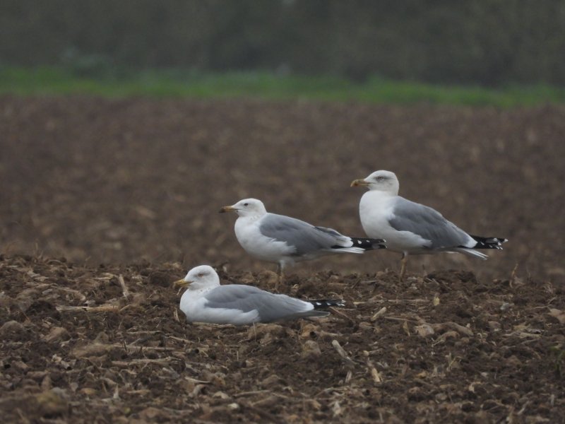 goeland redimensionneé.JPG