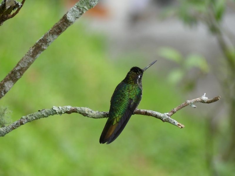 Colibri à bec droit.JPG