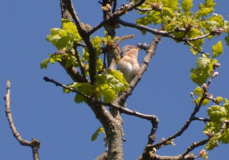 fauvette de Moltoni 2a.jpg