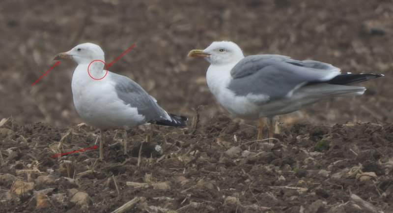 Goéland pontique-3xIndices.jpg