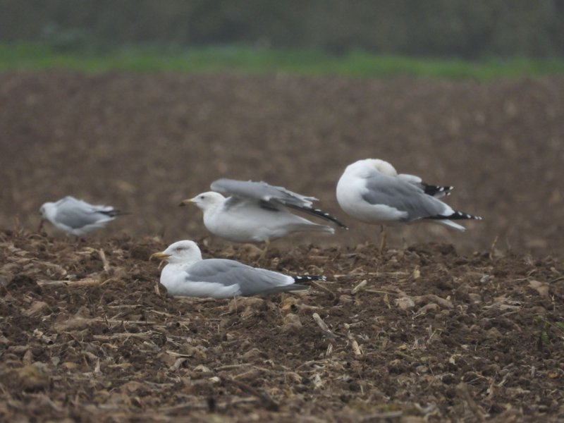 goeland inconnu 3.JPG