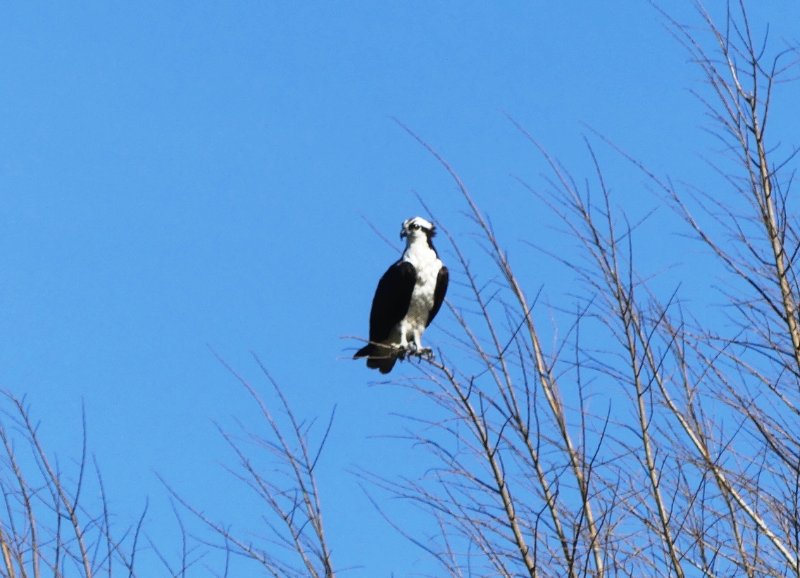 Balbuzard pêcheur.JPG