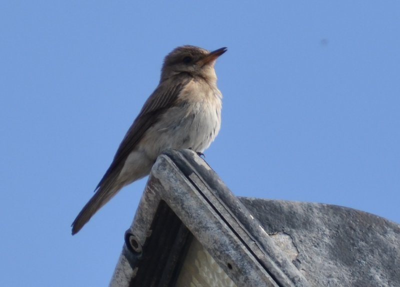 2019-07-17, Sardaigne, Osilo.jpg