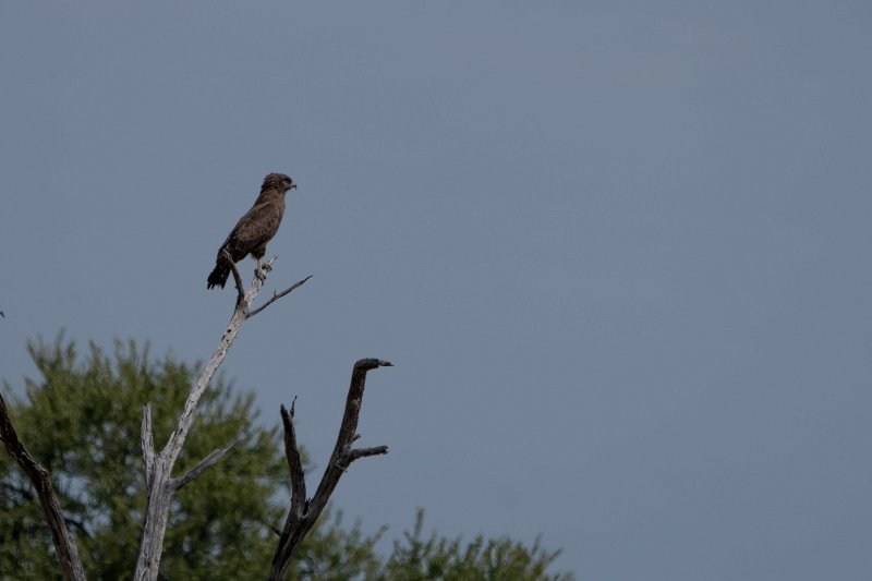 RAPACE-compresse.jpg