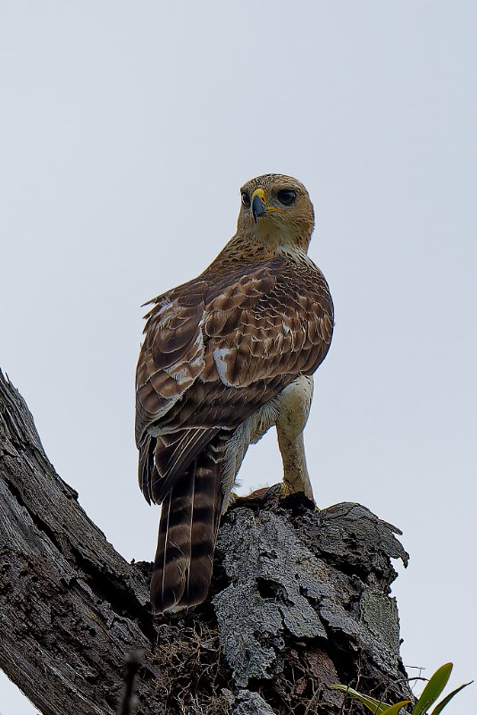 Aigle de Cassin - Akanda - 260724 A1_03220_DxO qualité réduite.jpg