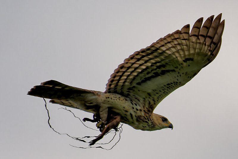 Aigle de Cassin - Akanda - 260724 AA1_03284_DxO qualité réduite.jpg