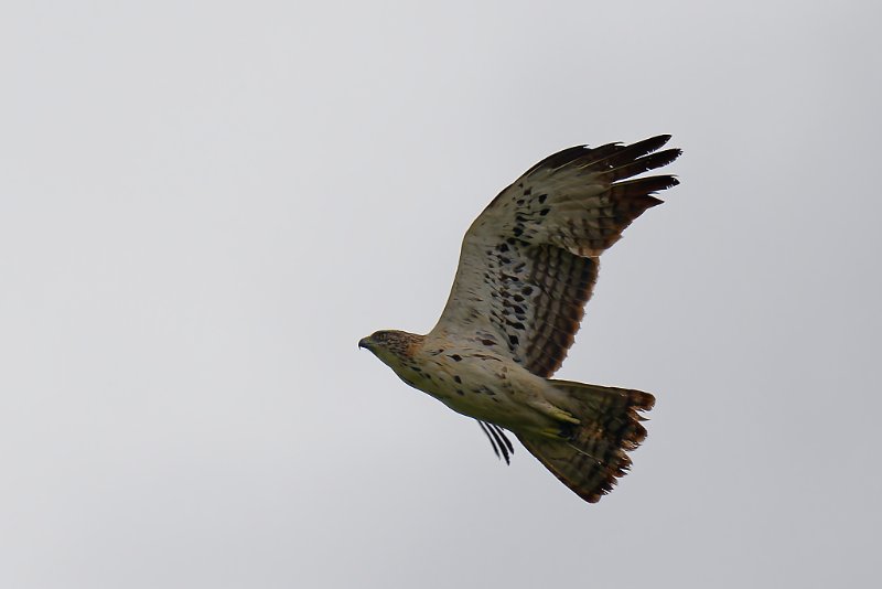 Aigle de Cassin - Santa Clara - 270724 A1_04619_DxO qualité réduite.jpg