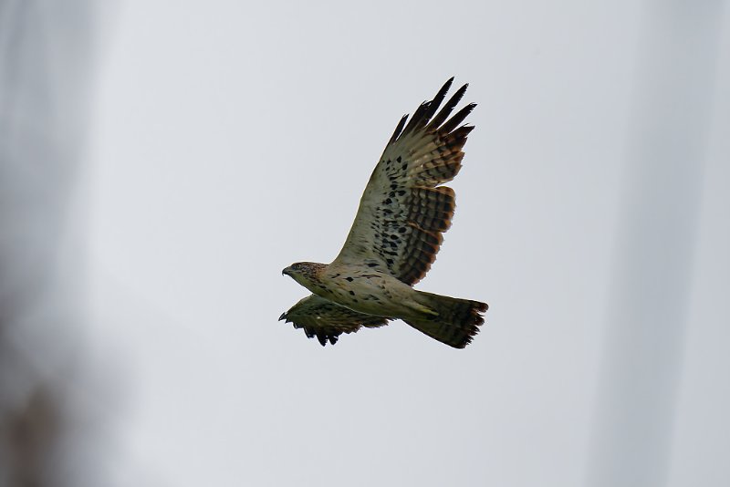 Aigle de Cassin - Santa Clara - 270724 A1_04625_DxO qualité réduite.jpg