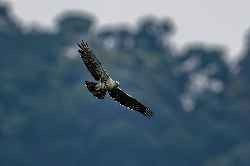 Aigle d'Ayres - Tchimbélé - 090724 A1_02131_DxO qualité réduite.jpg