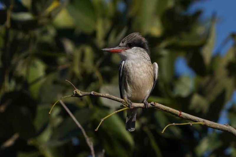 Martin-pêcheur-strié.jpg