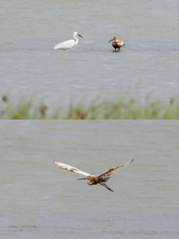 Aigrette mazoutée !!!.jpg