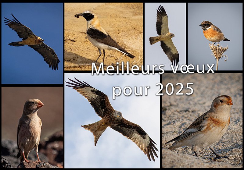 Oiseaux800.jpg