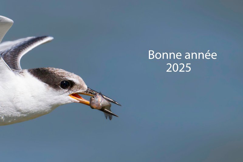 Sterne naine 2025.jpg