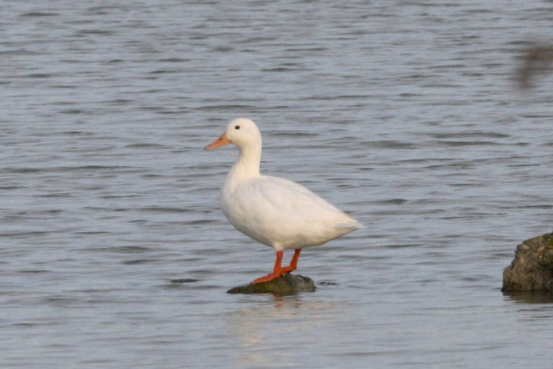 IMG_M 4185 Marais de Tasdon La Rochelle 17.JPG