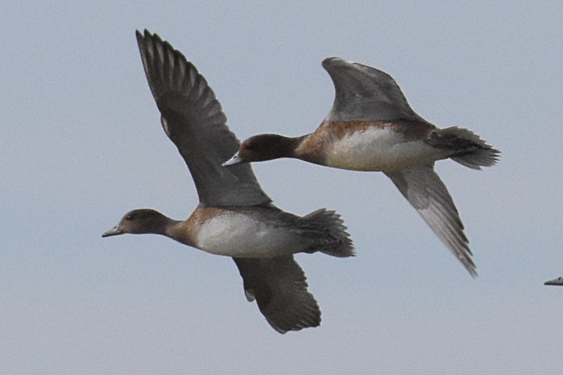 DSC_5358_Canard2.jpg