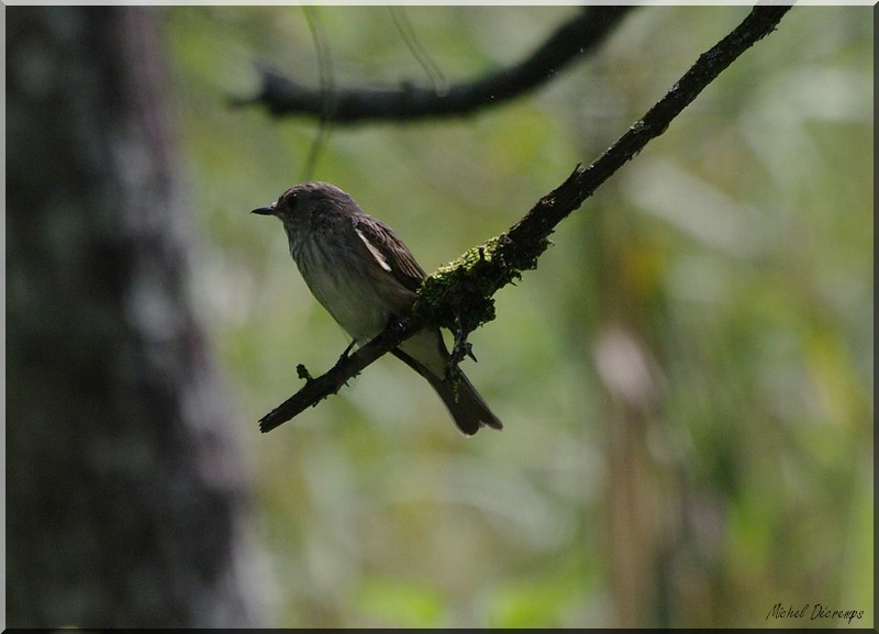 Oiseau_Lavours.jpg