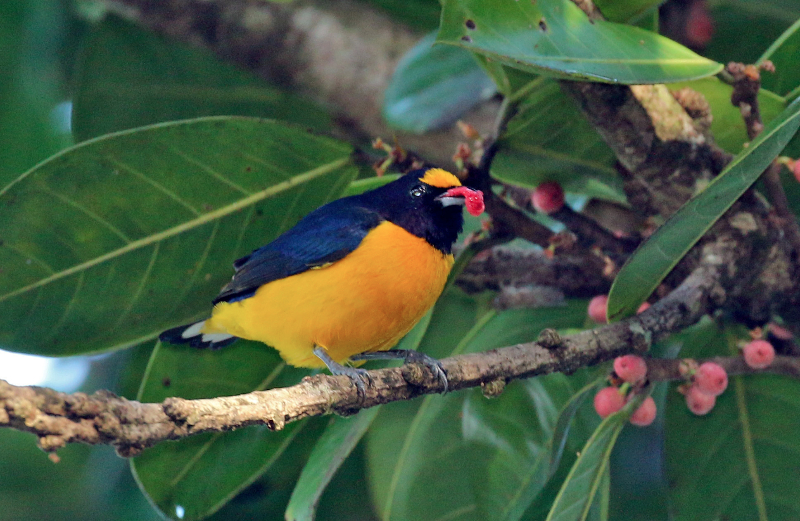 Euphonia sp. 07_07_16 wayabo.jpg