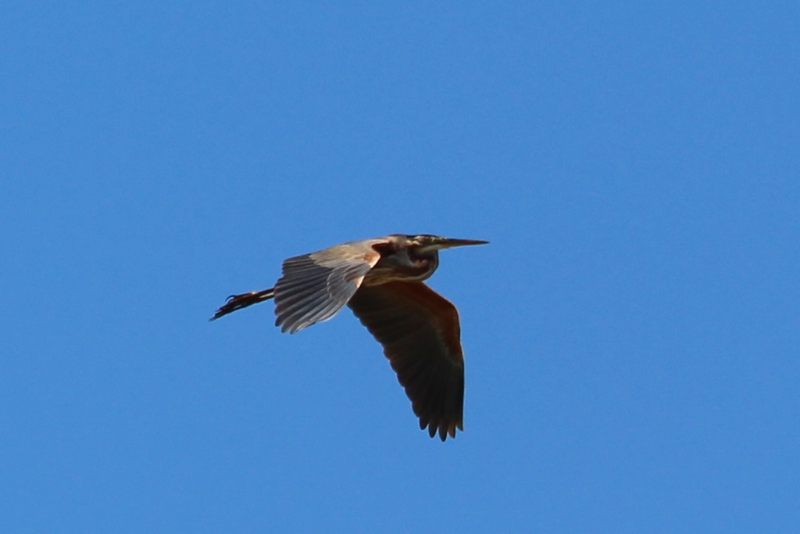 Héron pourpré - Camargue - Juillet 2016 (6) (Copier).JPG