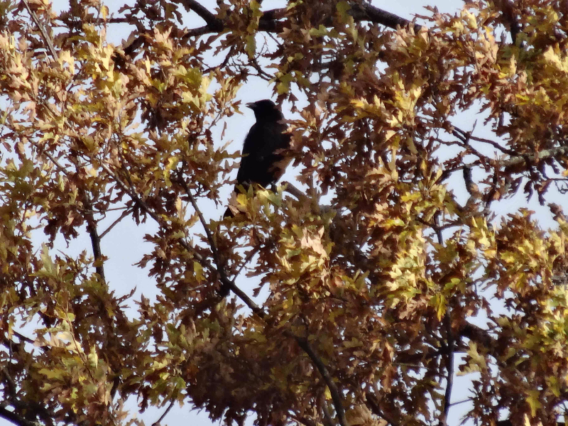 corvidécritrompette.jpg