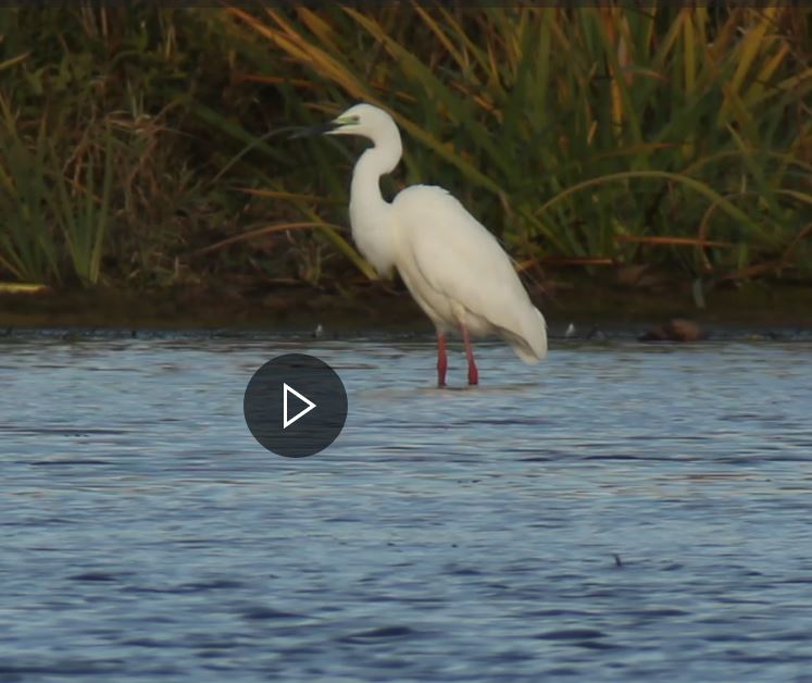 Capture Aigrette 4.JPG