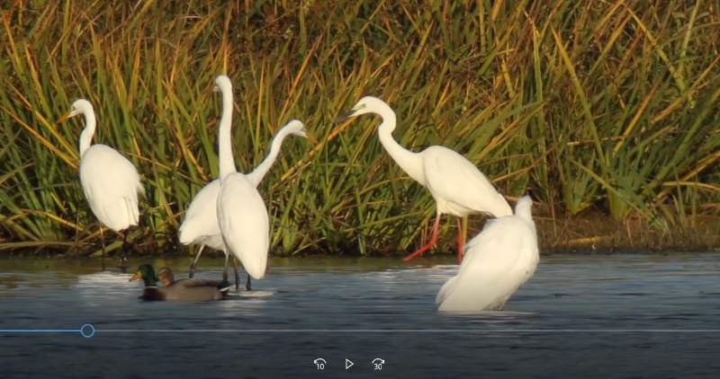 Capture Aigrette sp..JPG