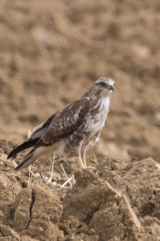 Buse variable juv_clair.jpg