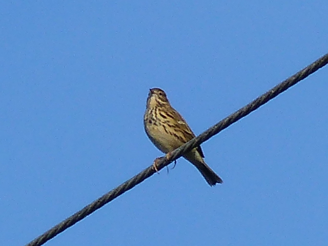 Pipit (2).JPG